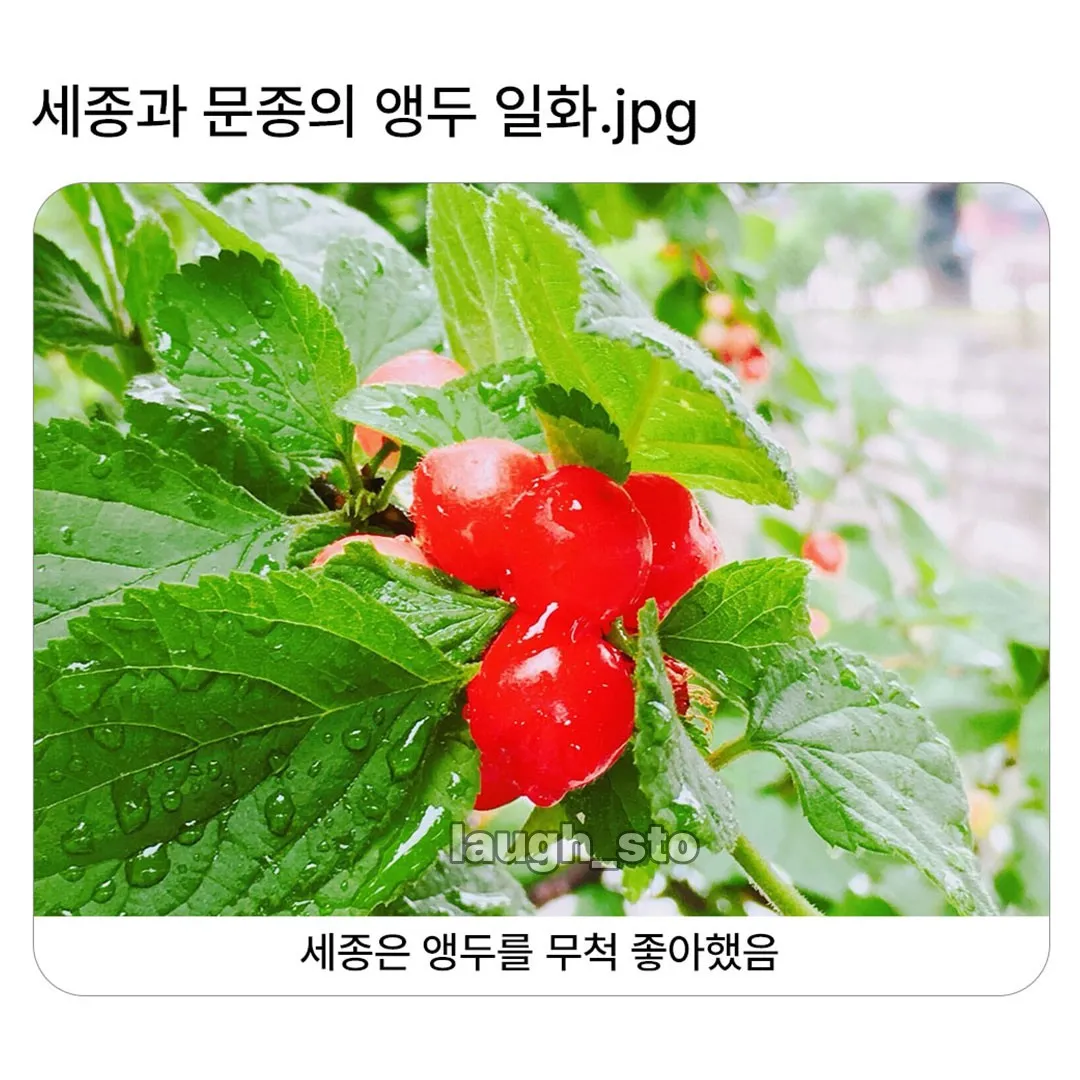 감동) 경복궁에 앵두나무가 많은 이유.jpg