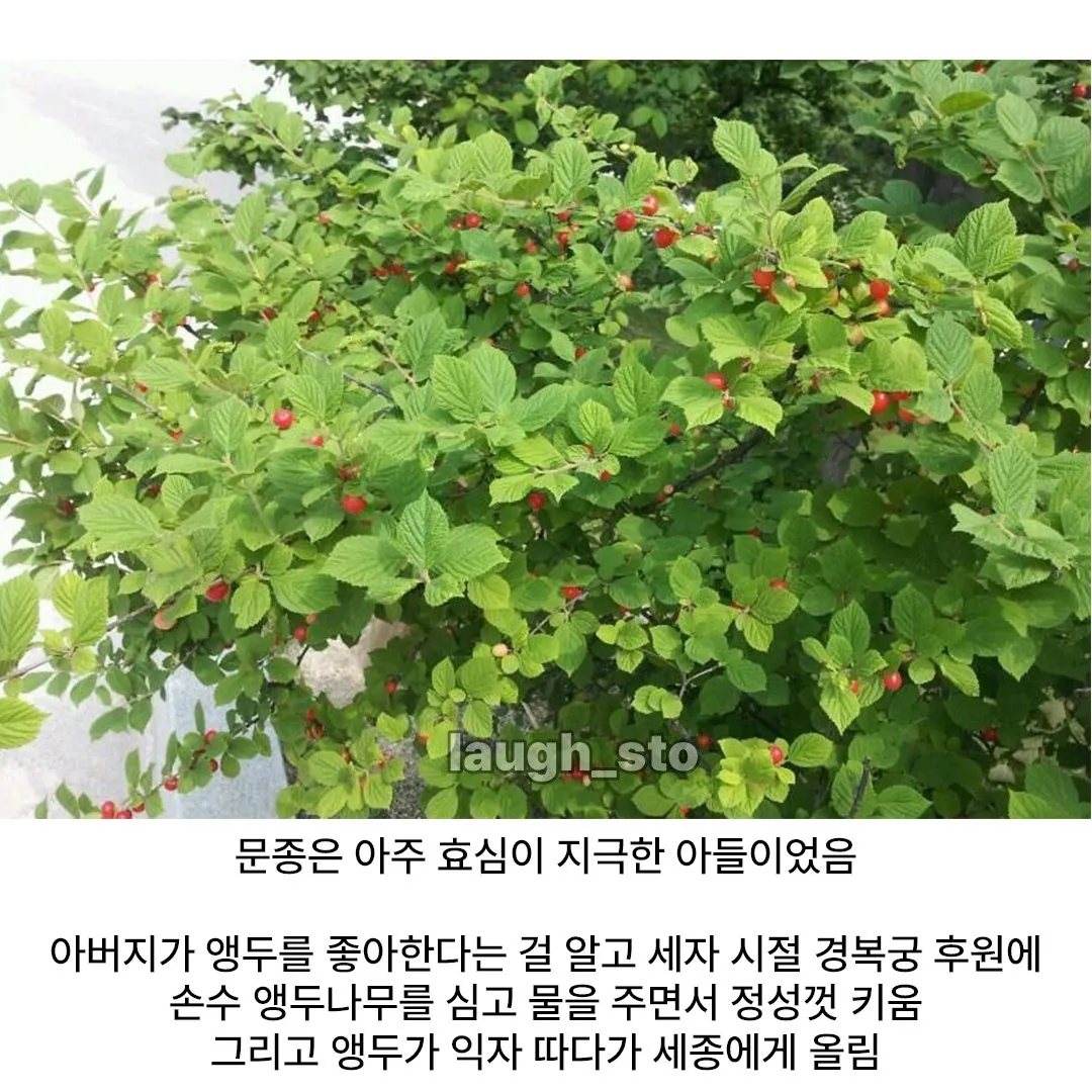 감동) 경복궁에 앵두나무가 많은 이유.jpg