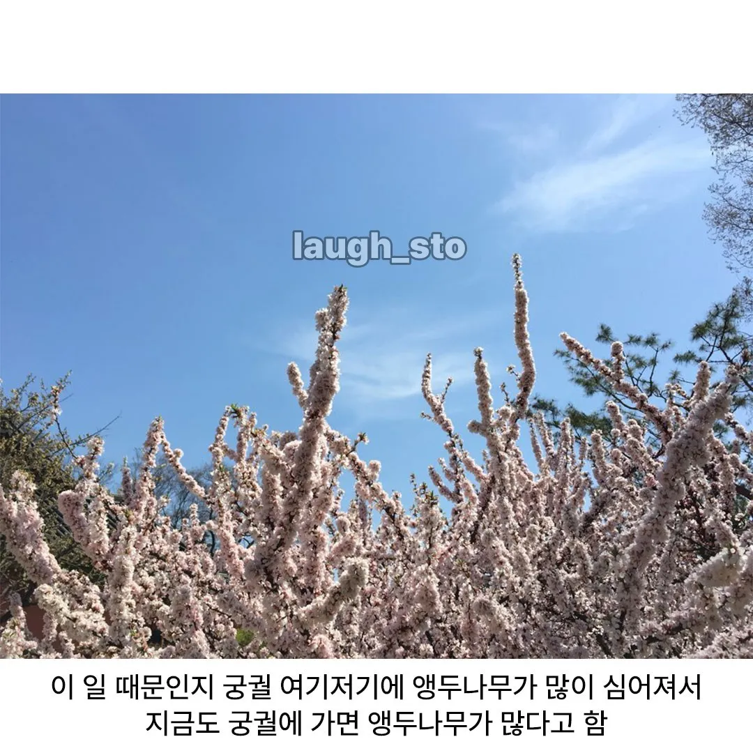 감동) 경복궁에 앵두나무가 많은 이유.jpg
