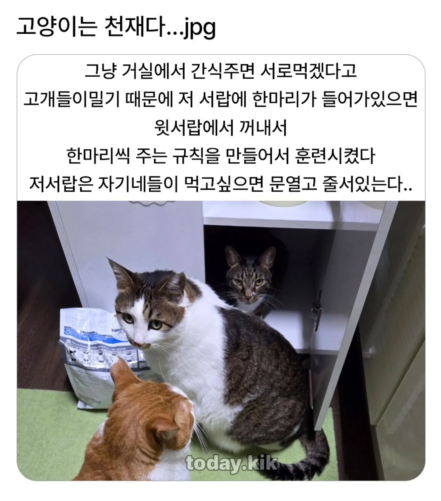 고양이는 천재다