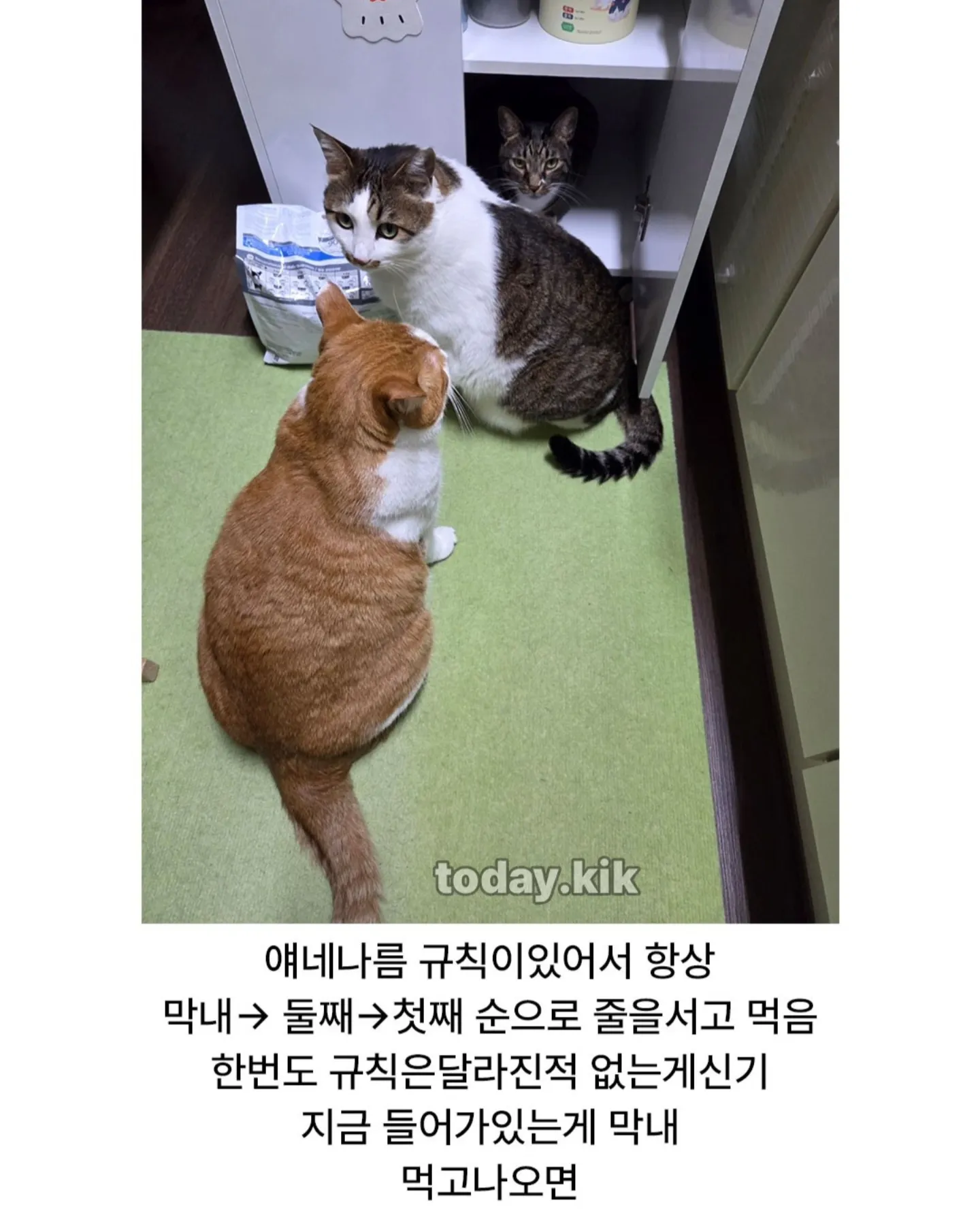 고양이는 천재다