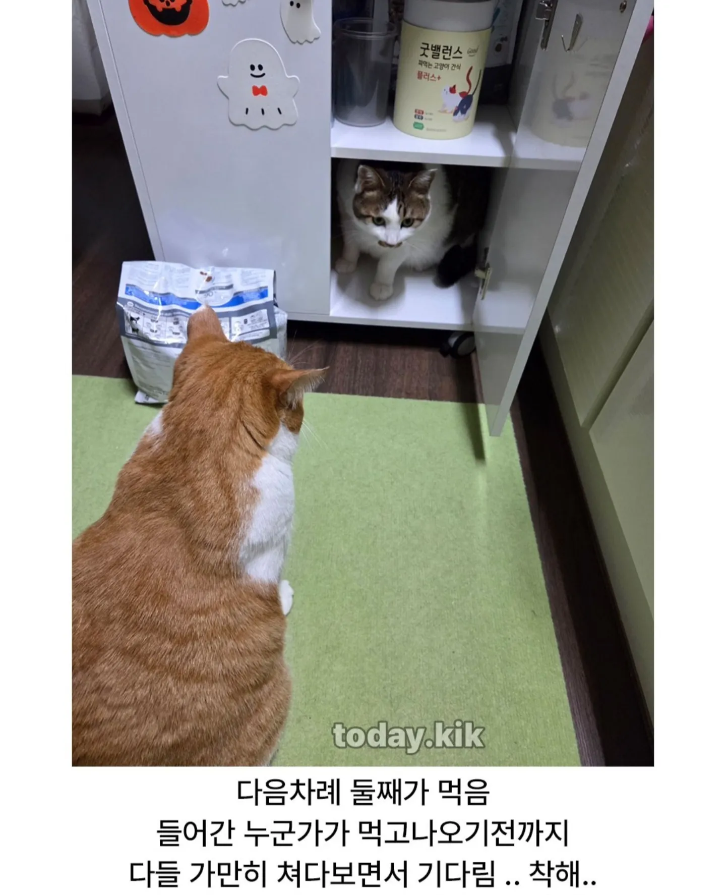 고양이는 천재다