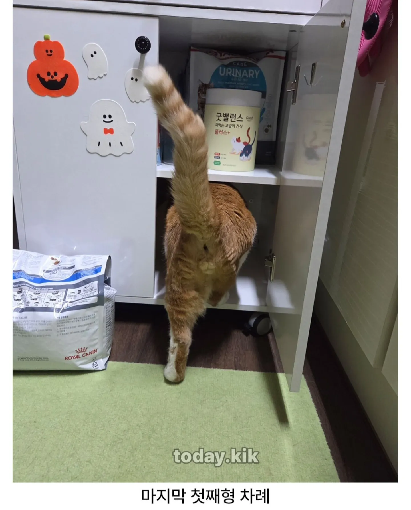 고양이는 천재다