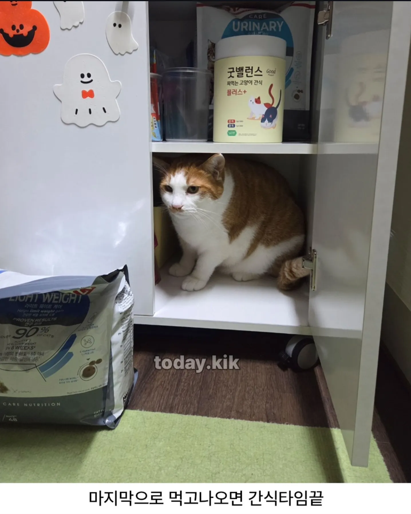 고양이는 천재다