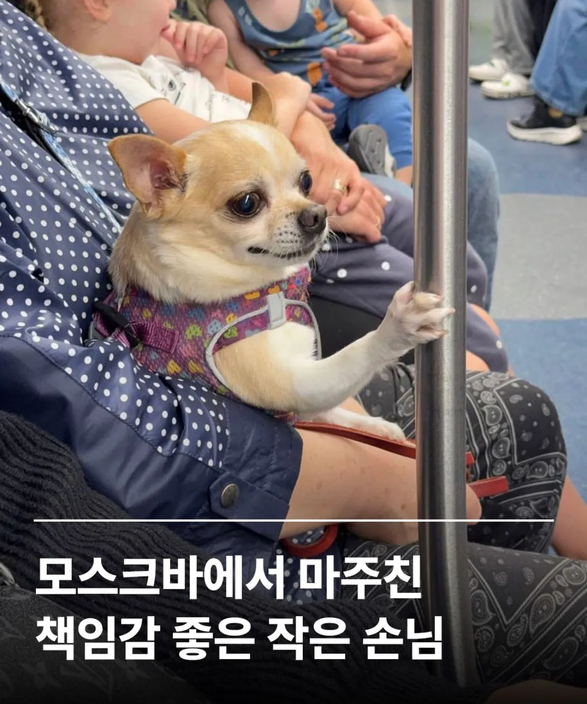 한두 번 타본 게 아닌 치와왕.jpg