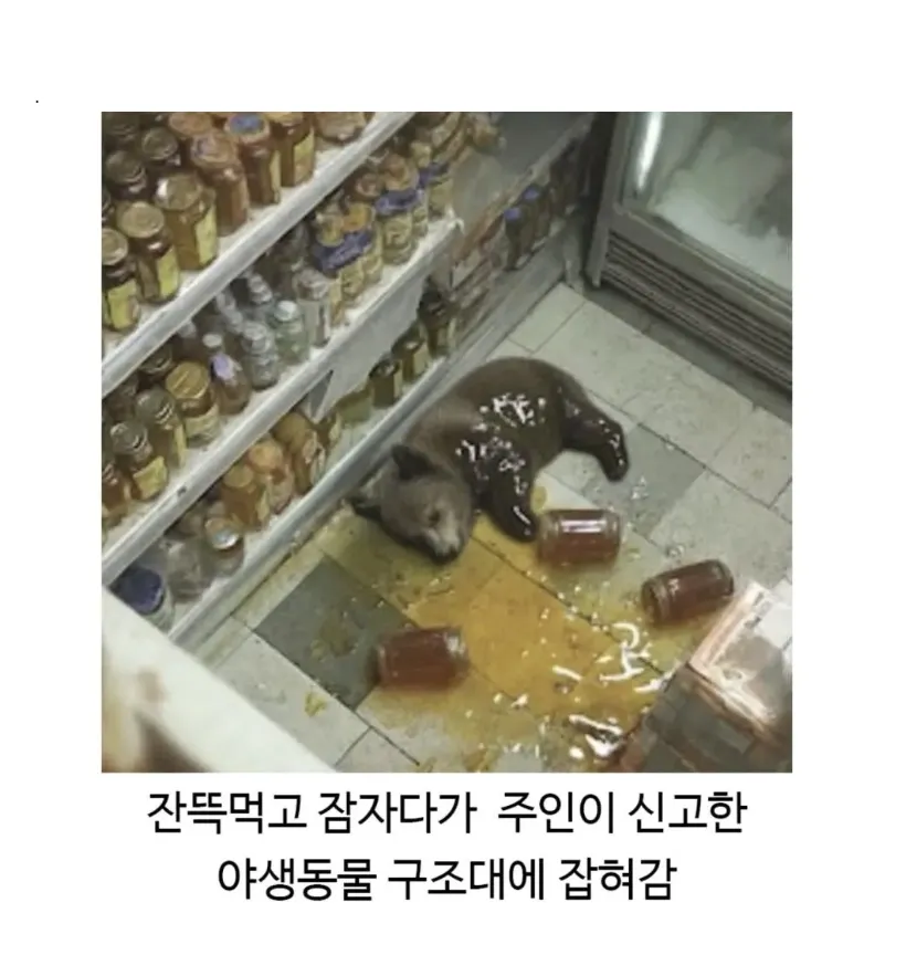 혈당 스파이크 온 불곰