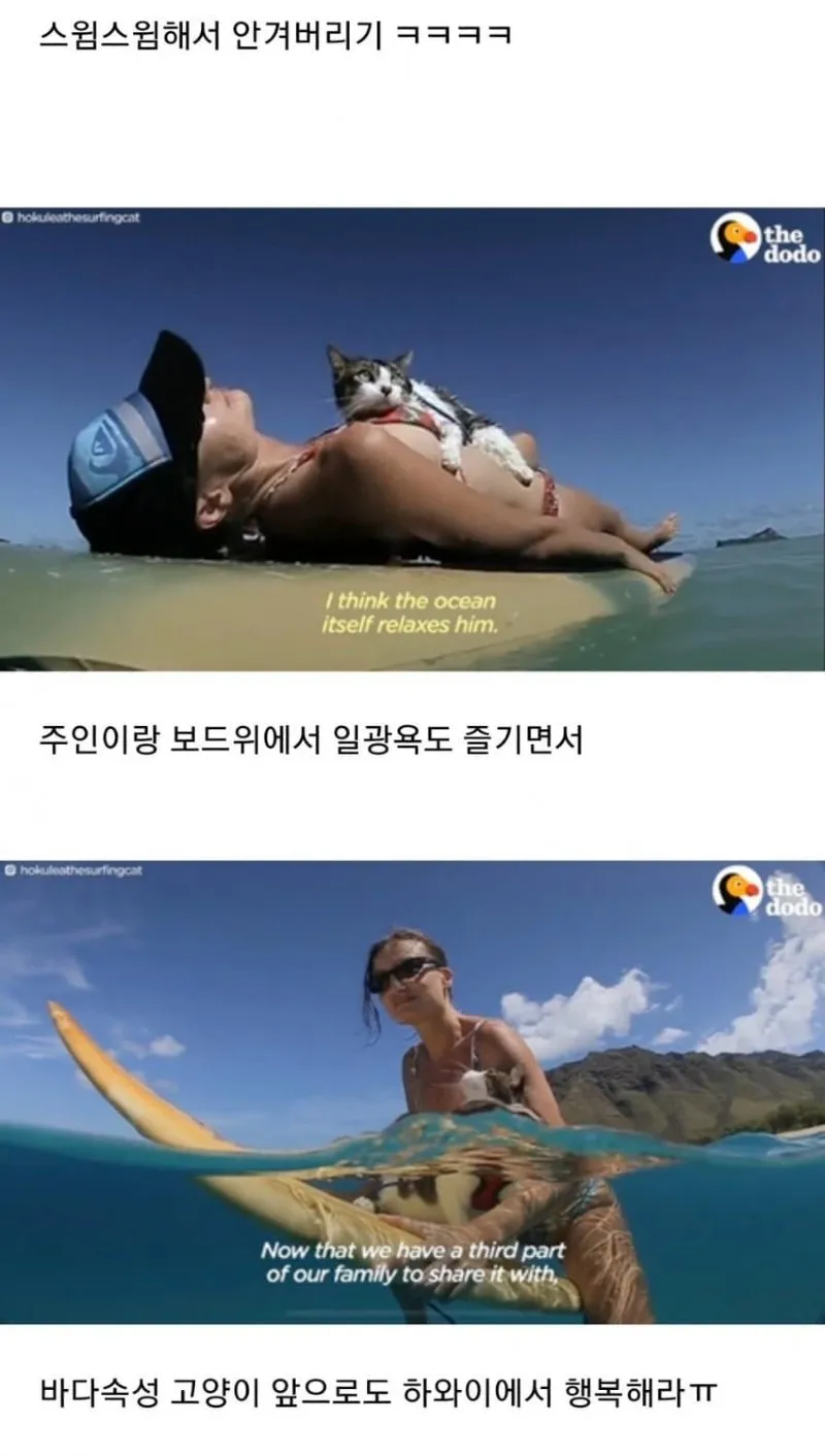 바다수영 즐기는 냥이