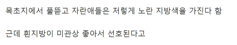 약혐) 소고기 지방 색이 다른 이유