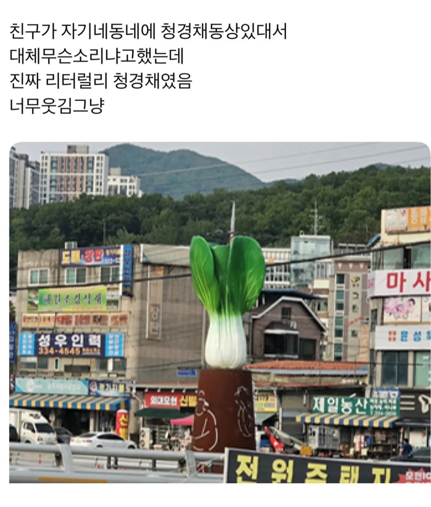 너네 청경채 동상 본적있어??