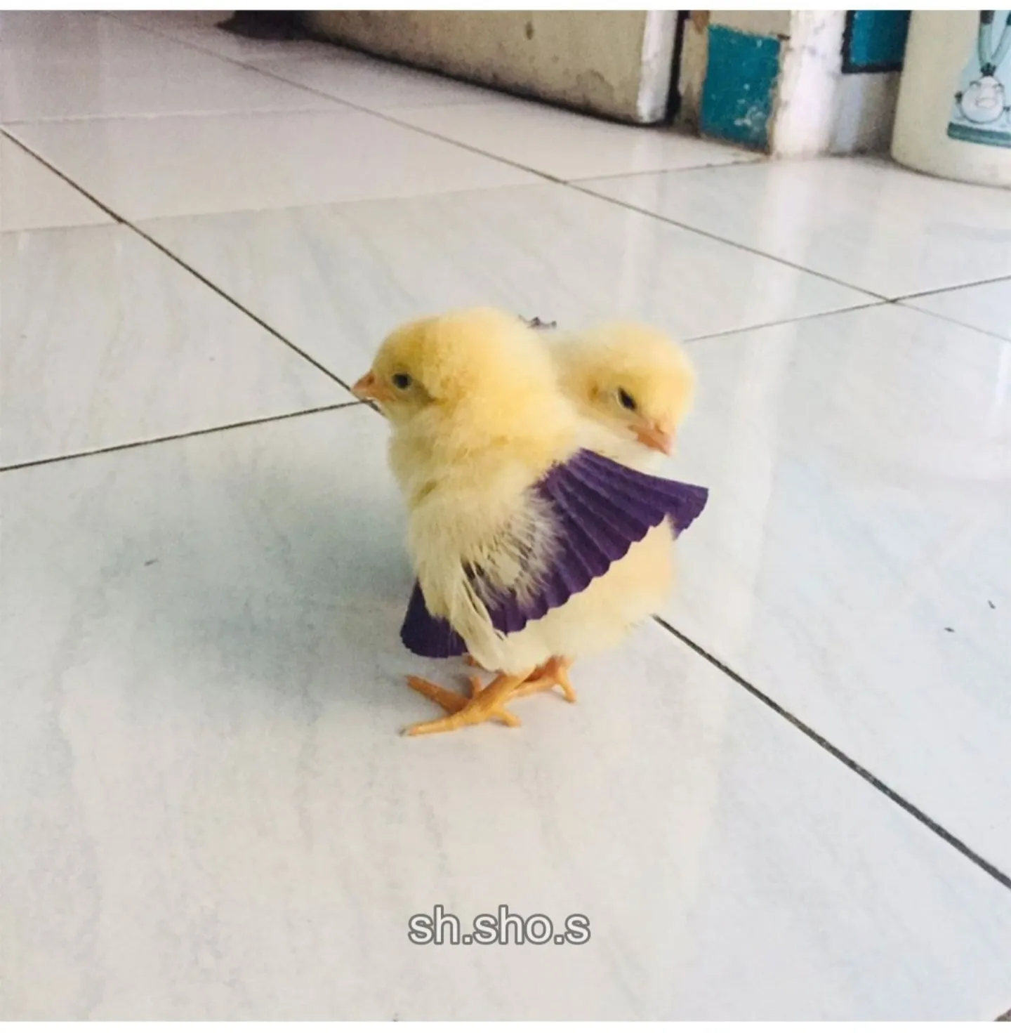 에그타르트를 반드시 냉장보관해야 하는 이유
