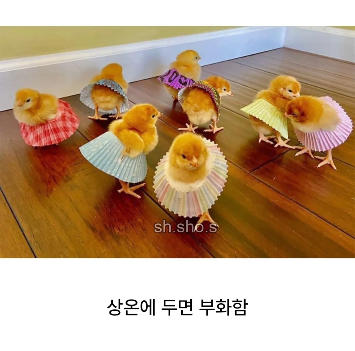에그타르트를 반드시 냉장보관해야 하는 이유