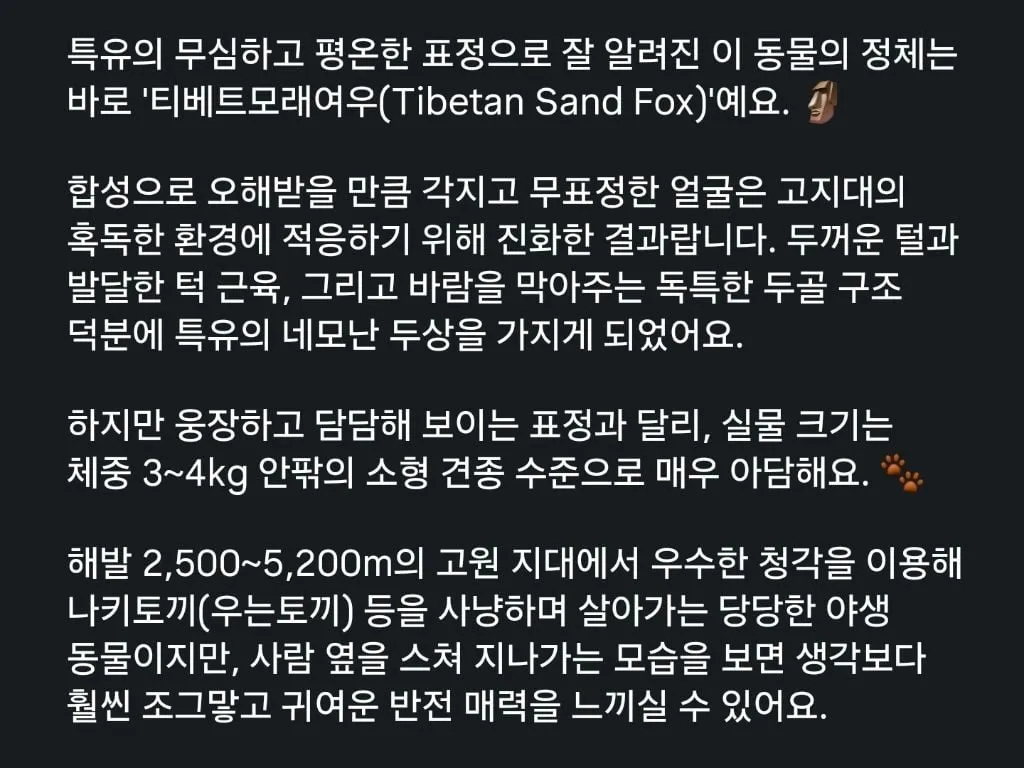 티벳 여우의 반전 매력