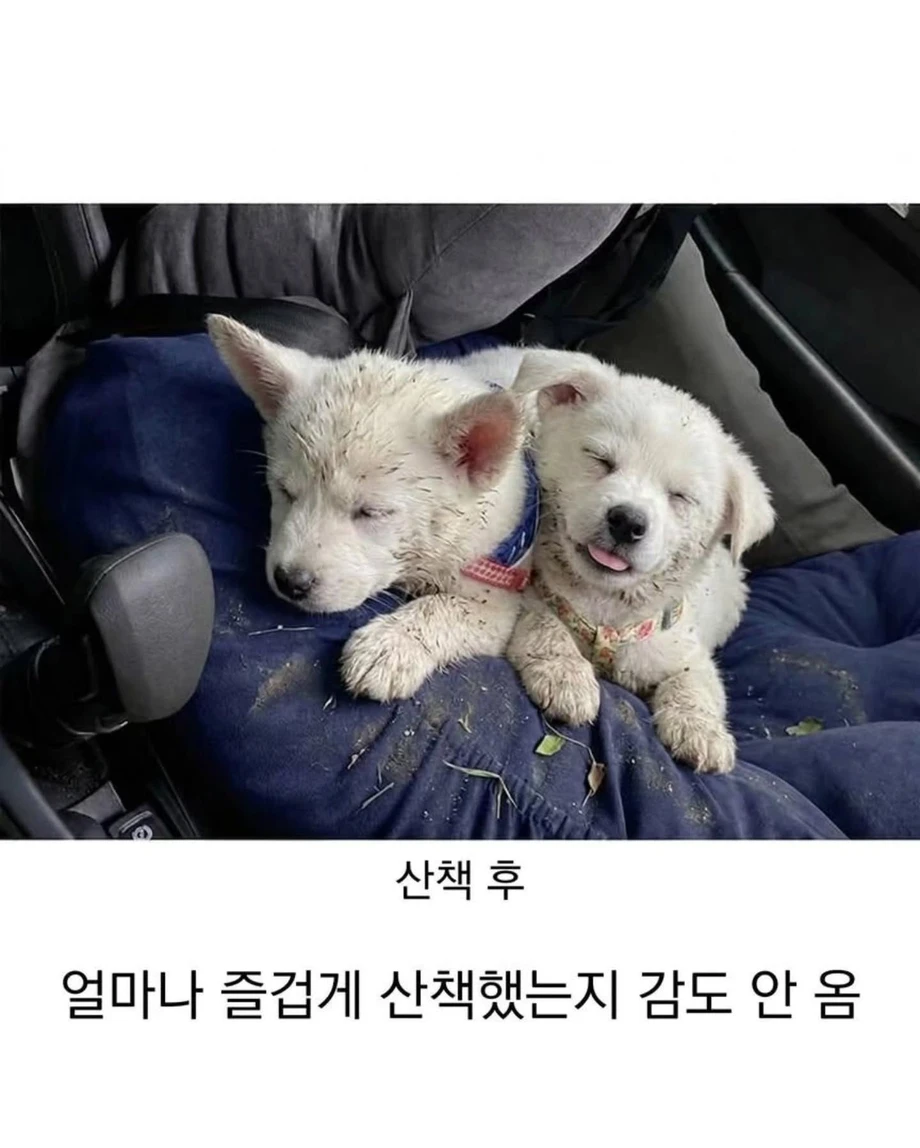시고르자브르종 강아지 산책 전 후