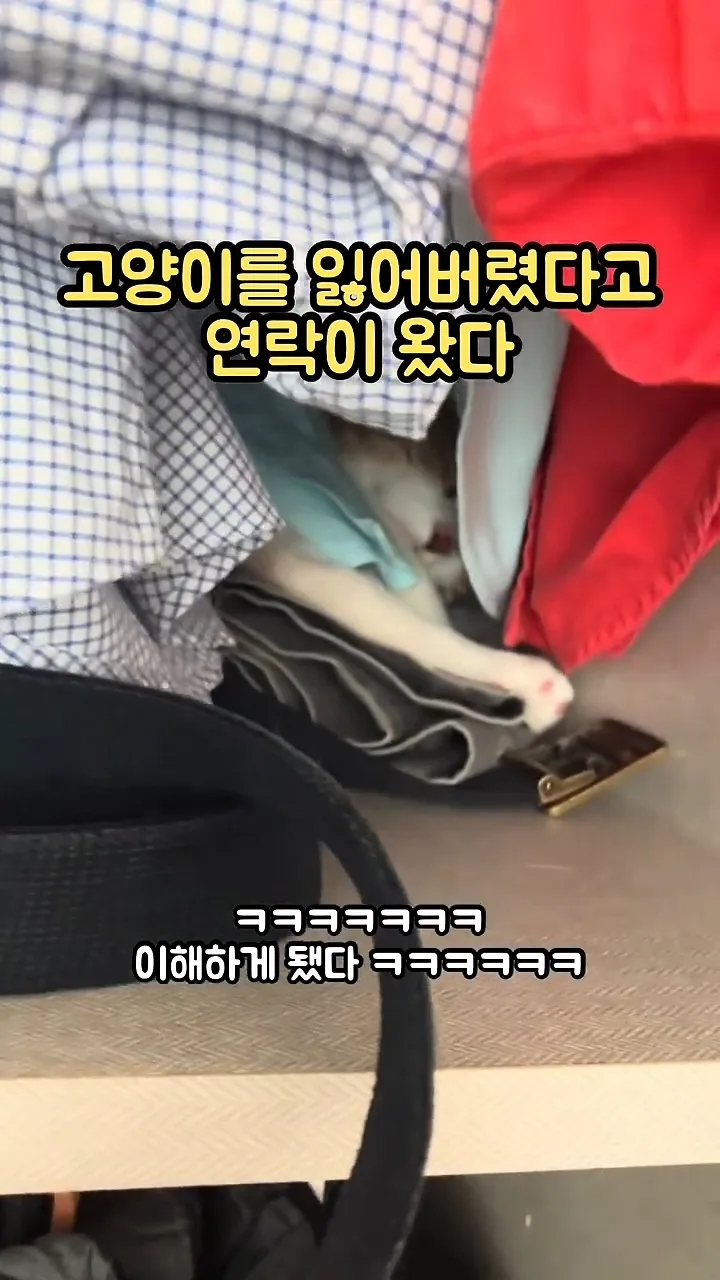 고양이를 잃어버렸다고 연락이 왔다