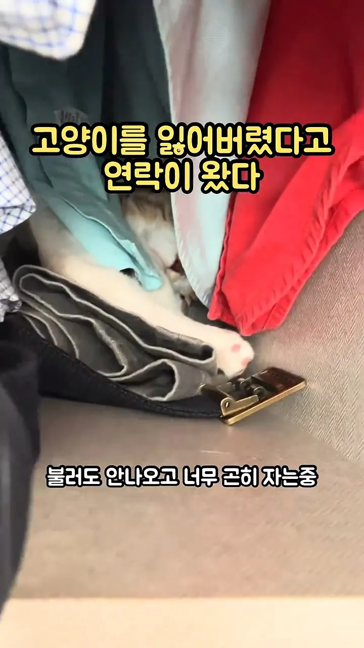 고양이를 잃어버렸다고 연락이 왔다