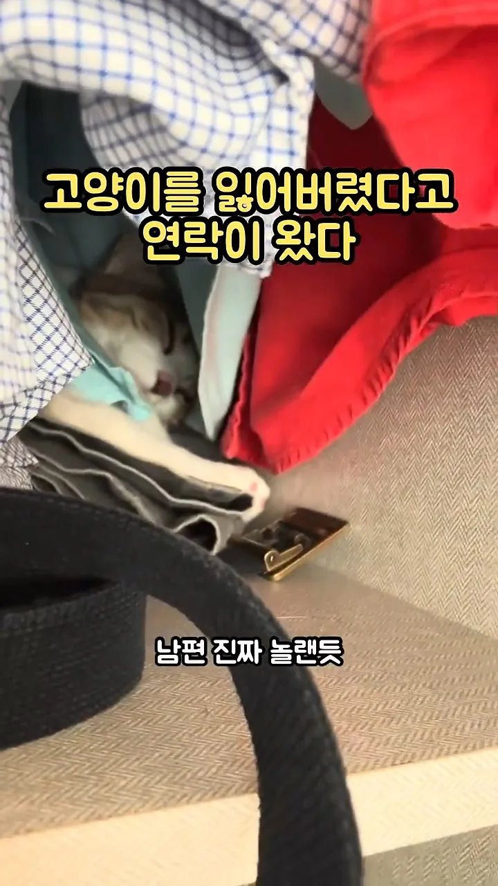 고양이를 잃어버렸다고 연락이 왔다