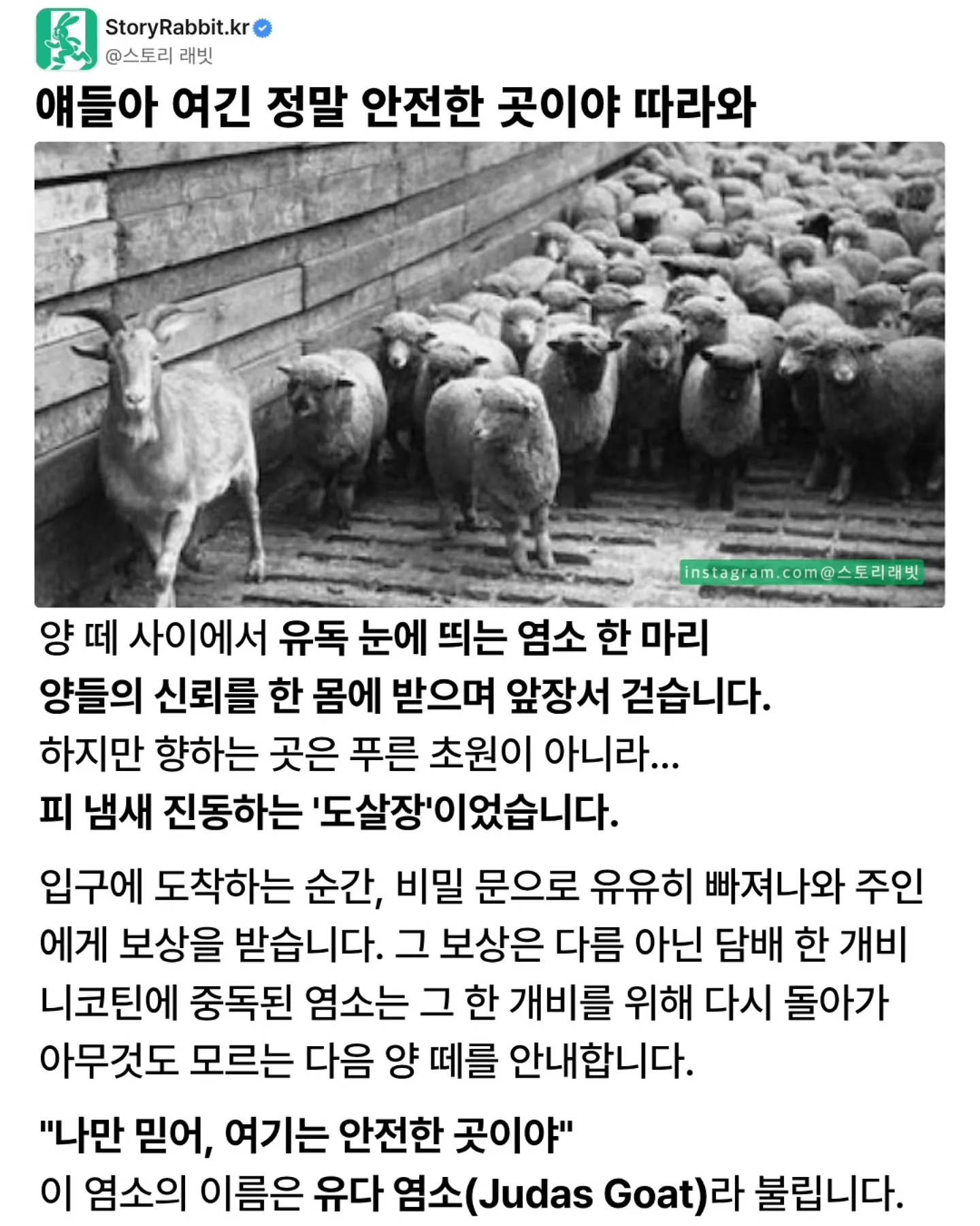 동물) 도축장에서 동료를 죽음으로 모는 유다 염소.jpg