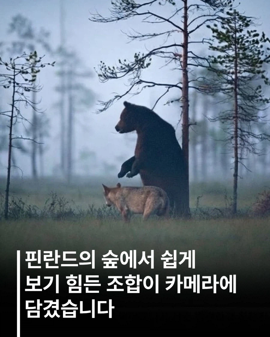 핀란드에서 발견된 같이다니는 늑대와 곰...
