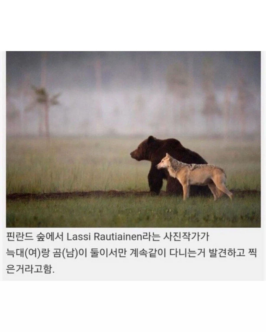 핀란드에서 발견된 같이다니는 늑대와 곰...