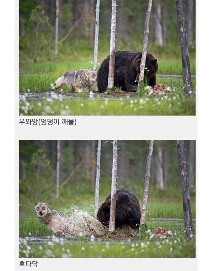 핀란드에서 발견된 같이다니는 늑대와 곰...