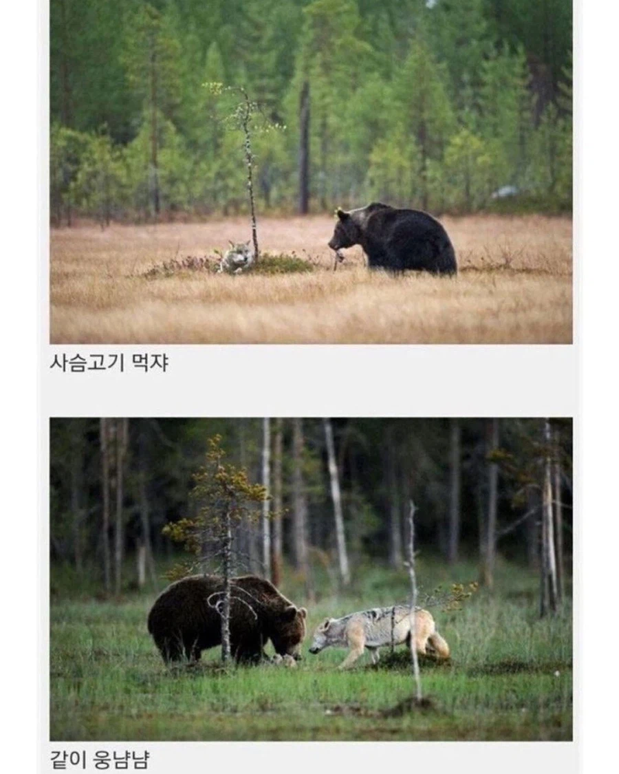 핀란드에서 발견된 같이다니는 늑대와 곰...