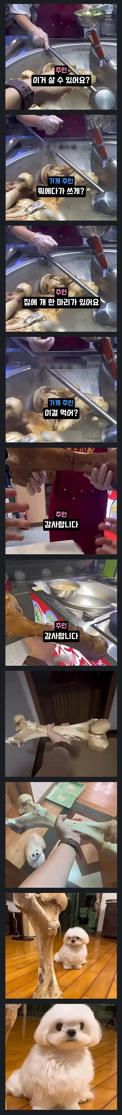 개 주려고 소뼈달라는 견주