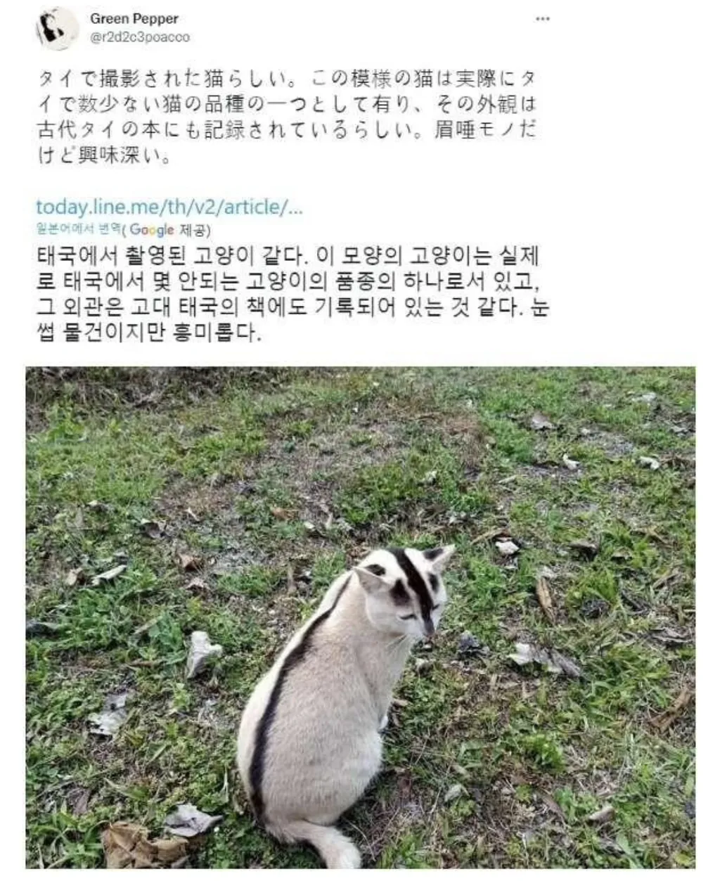 태국 토종 고양이