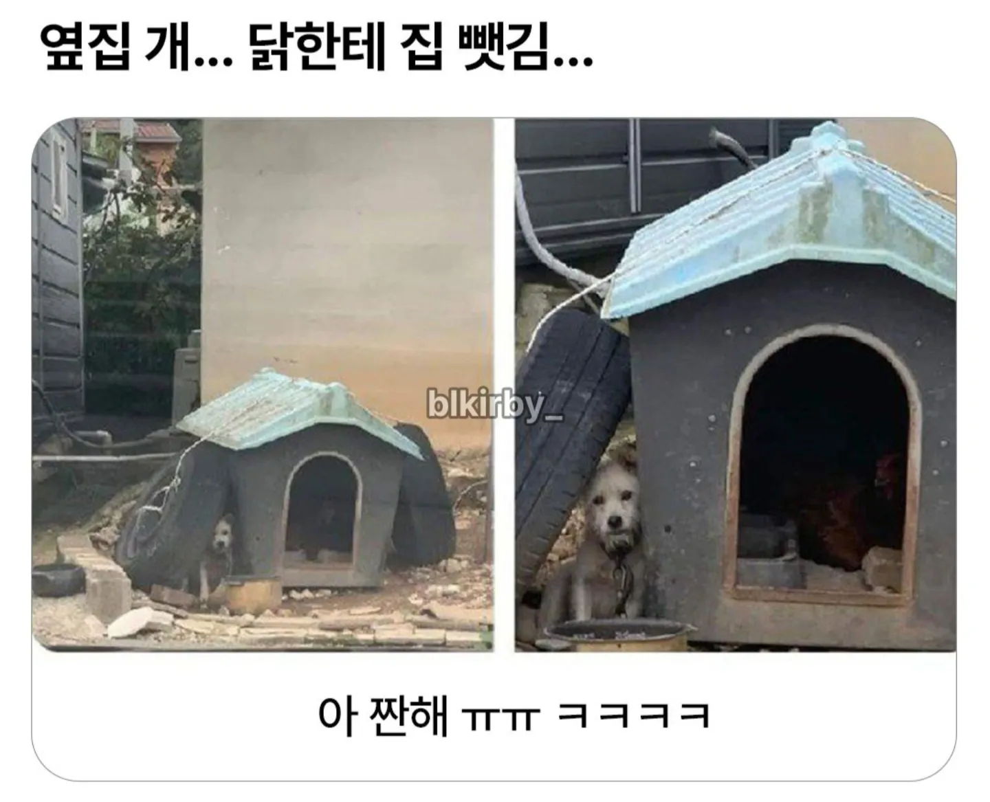 옆집 개...닭한테 집 뺏겼다 ㅠ