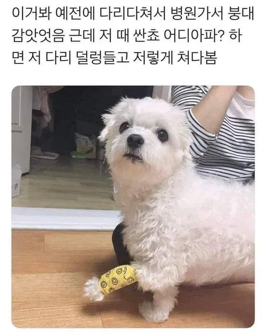 강아지한테 어디 아프냐고 물어보면.jpg