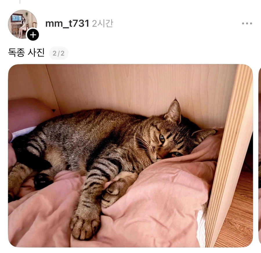 고양이 살찌우는거도 학대라고 생각해서