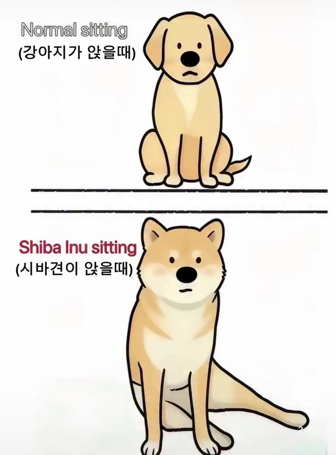 유독 신기하게 앉는 시바