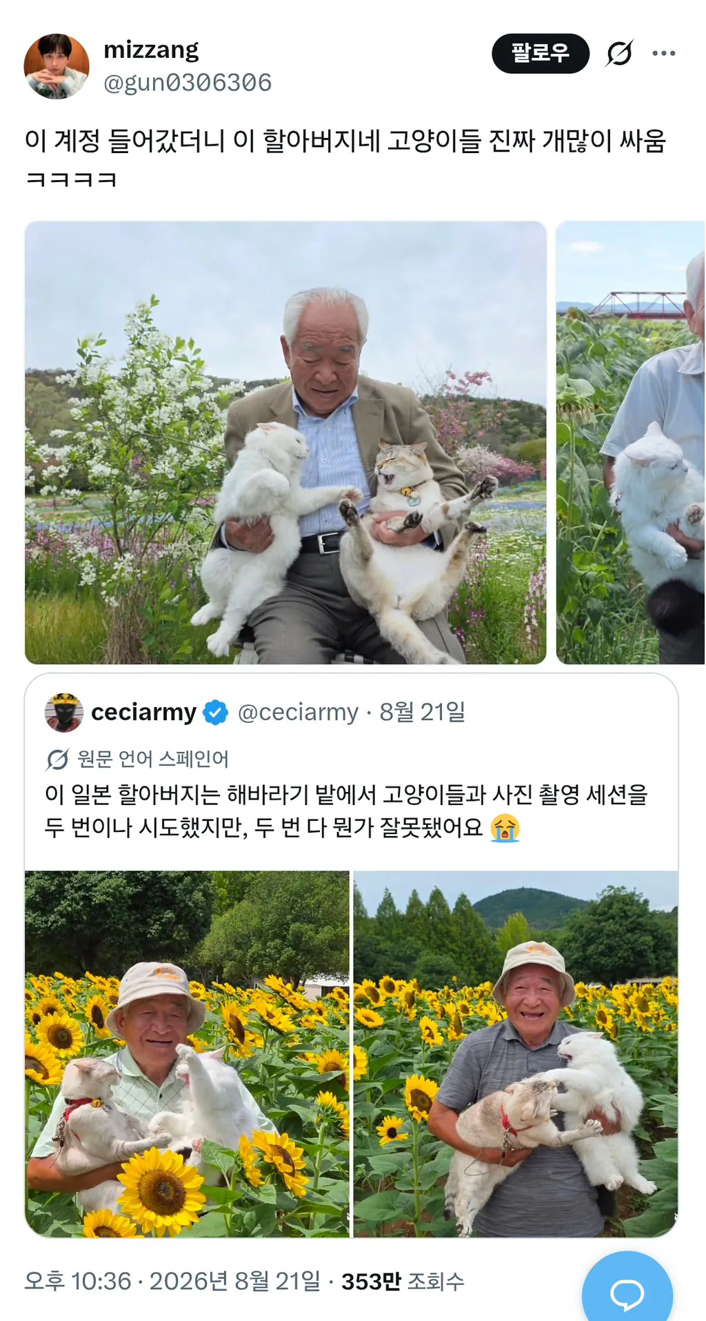 이 할아버지네 고양이들 진짜 개많이 싸움
