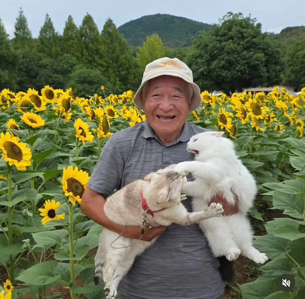 이 할아버지네 고양이들 진짜 개많이 싸움