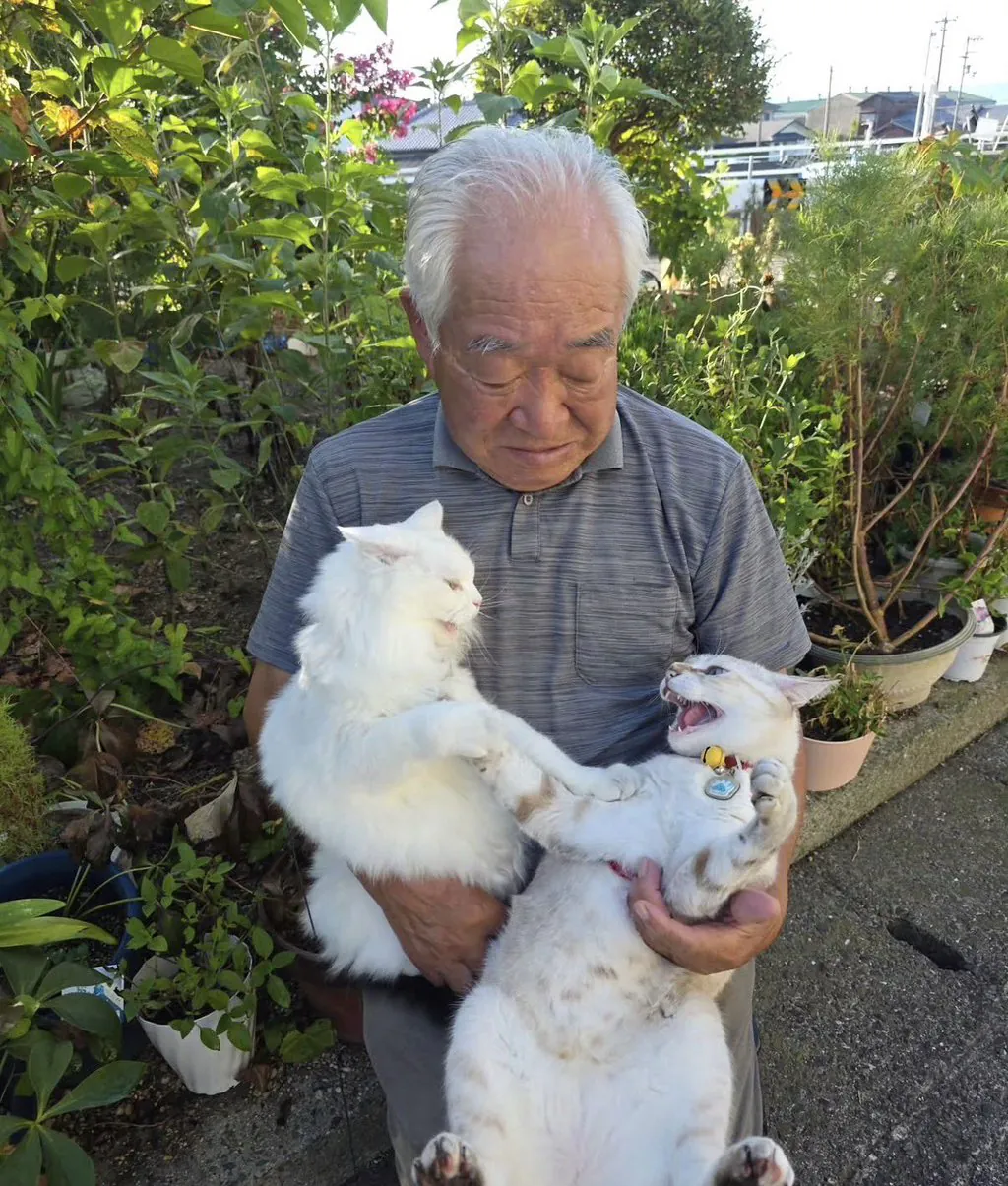 이 할아버지네 고양이들 진짜 개많이 싸움