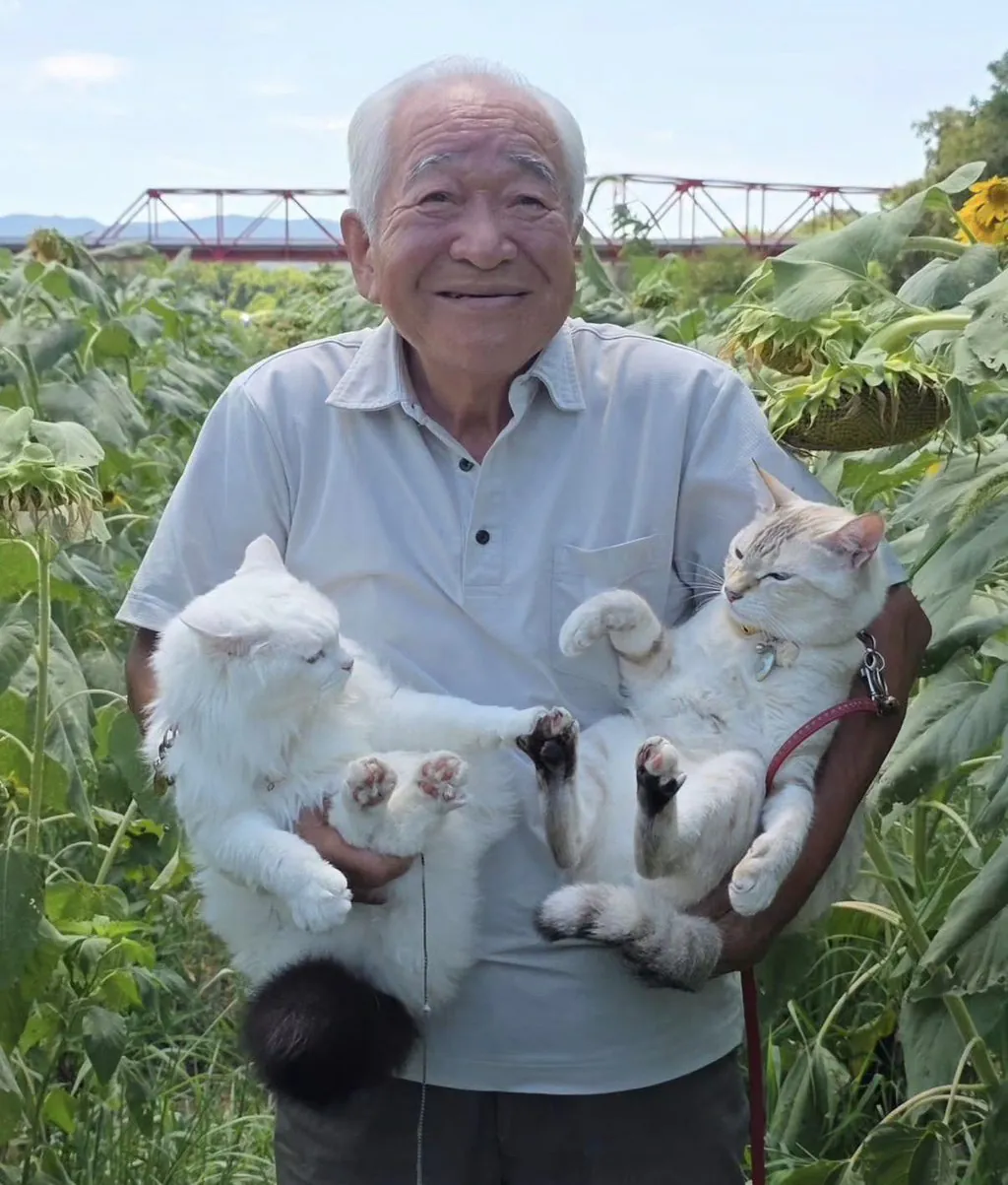 이 할아버지네 고양이들 진짜 개많이 싸움