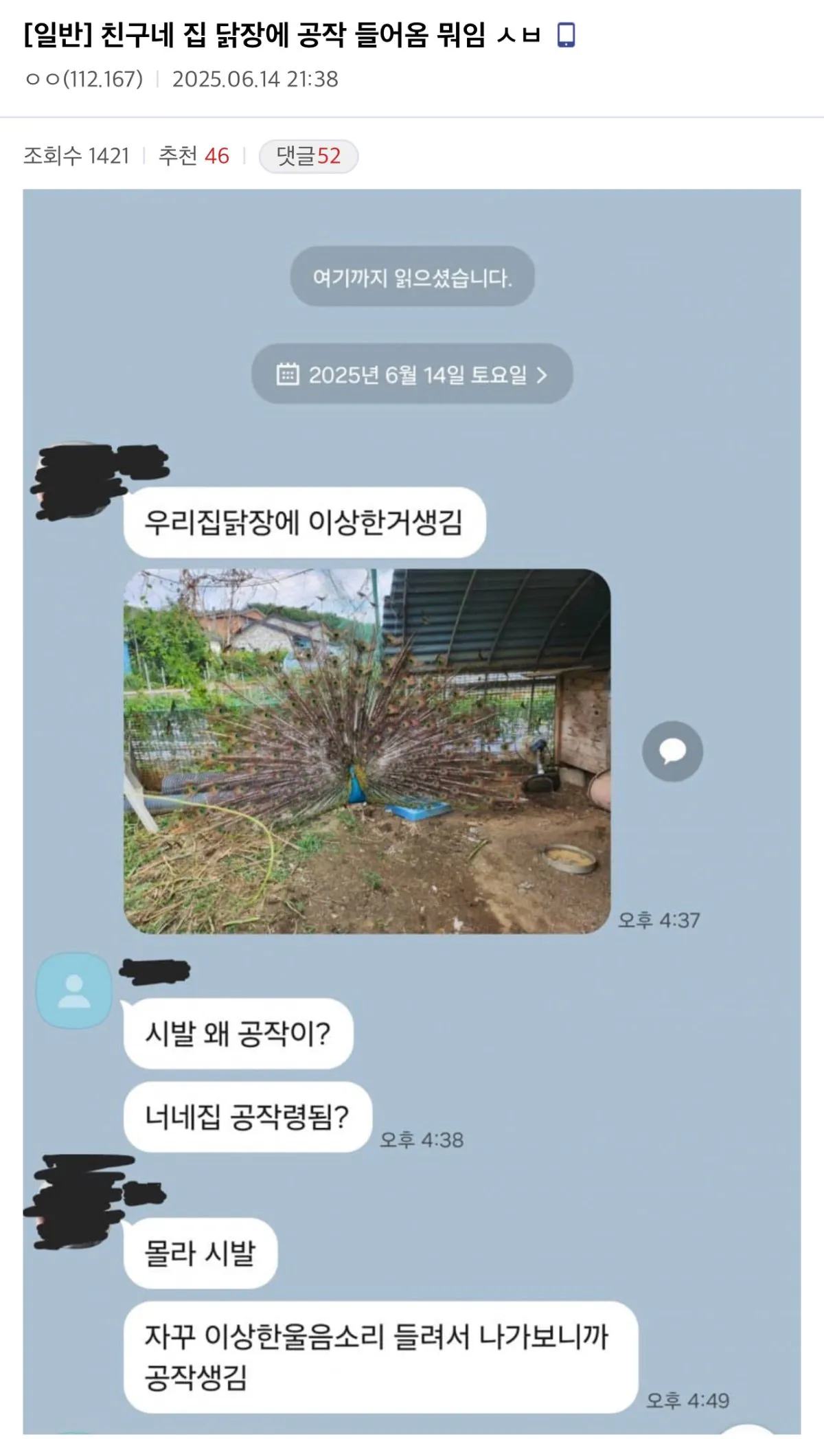 친구네 집 닭장에 공작 들어옴