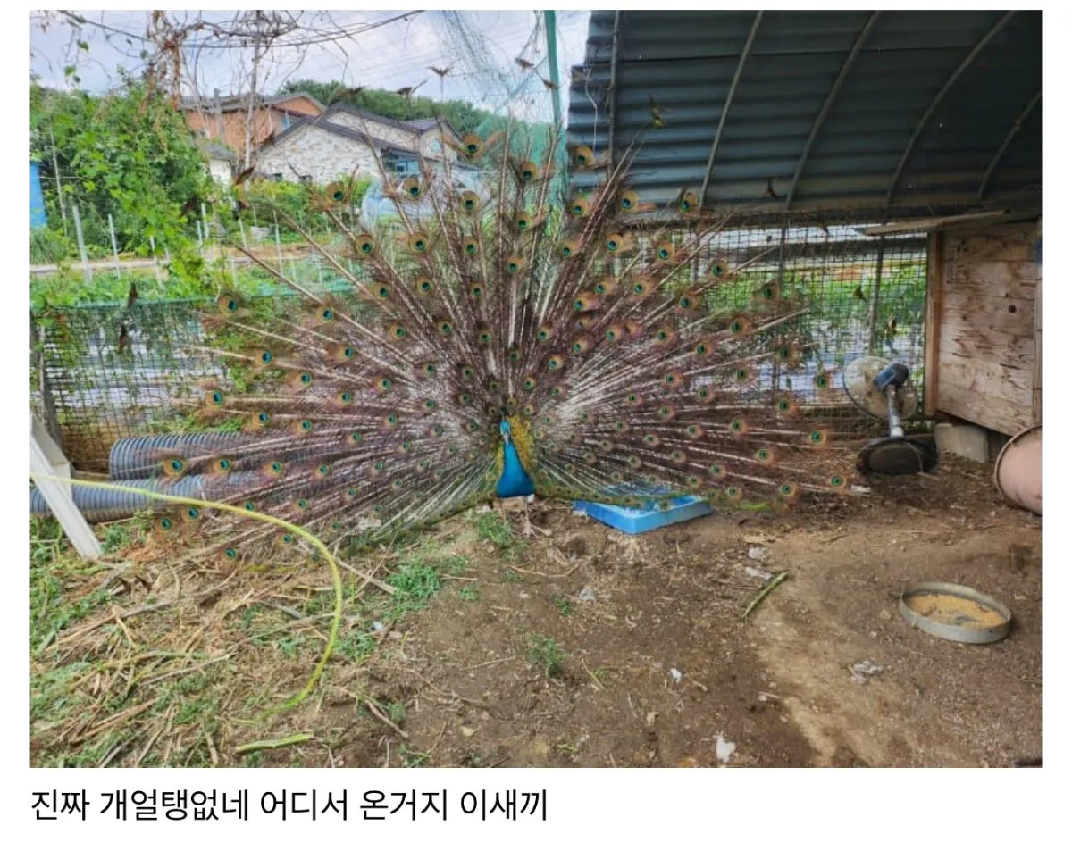 친구네 집 닭장에 공작 들어옴