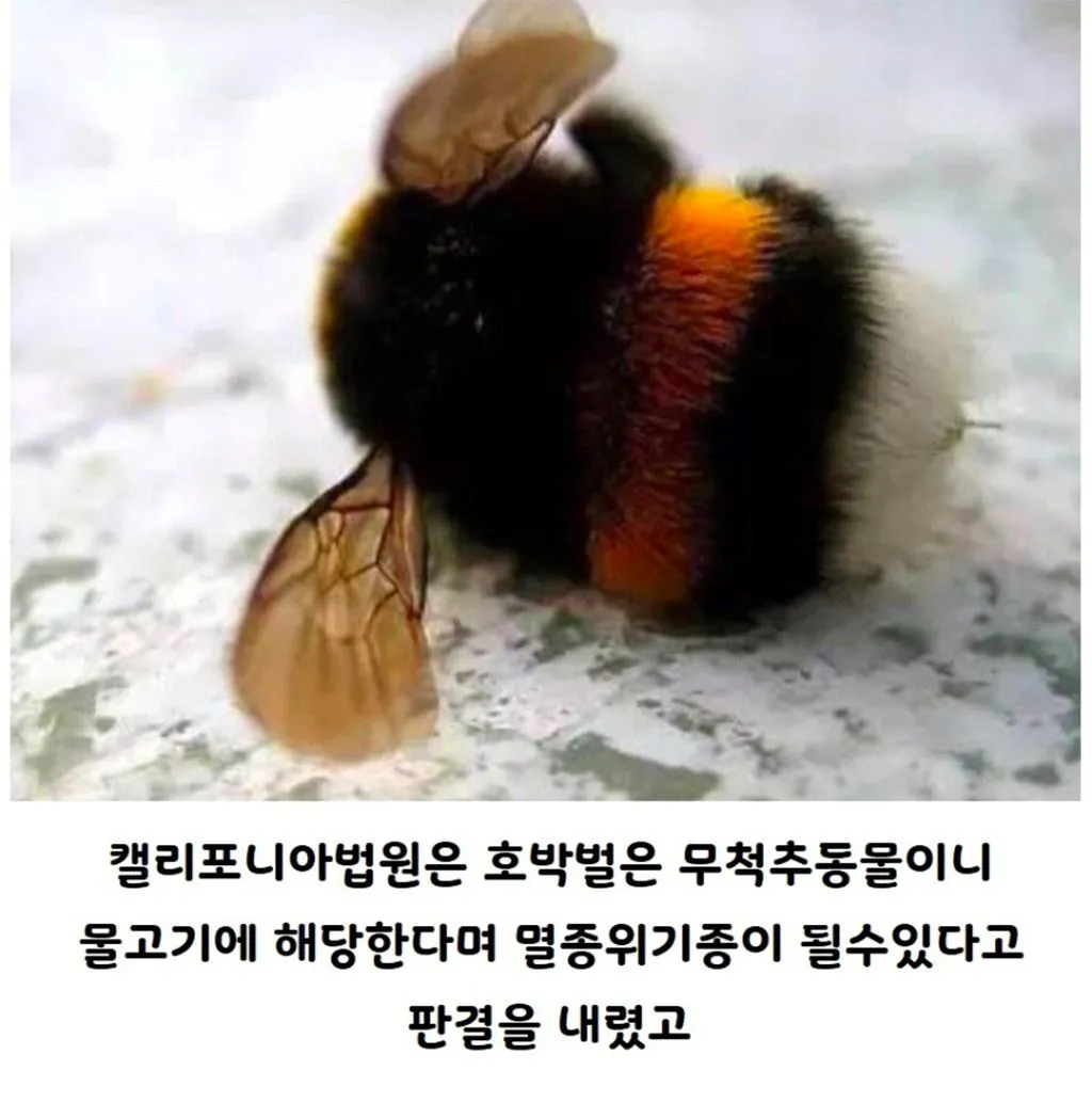 미국에서 물고기로 분류되는 호박벌