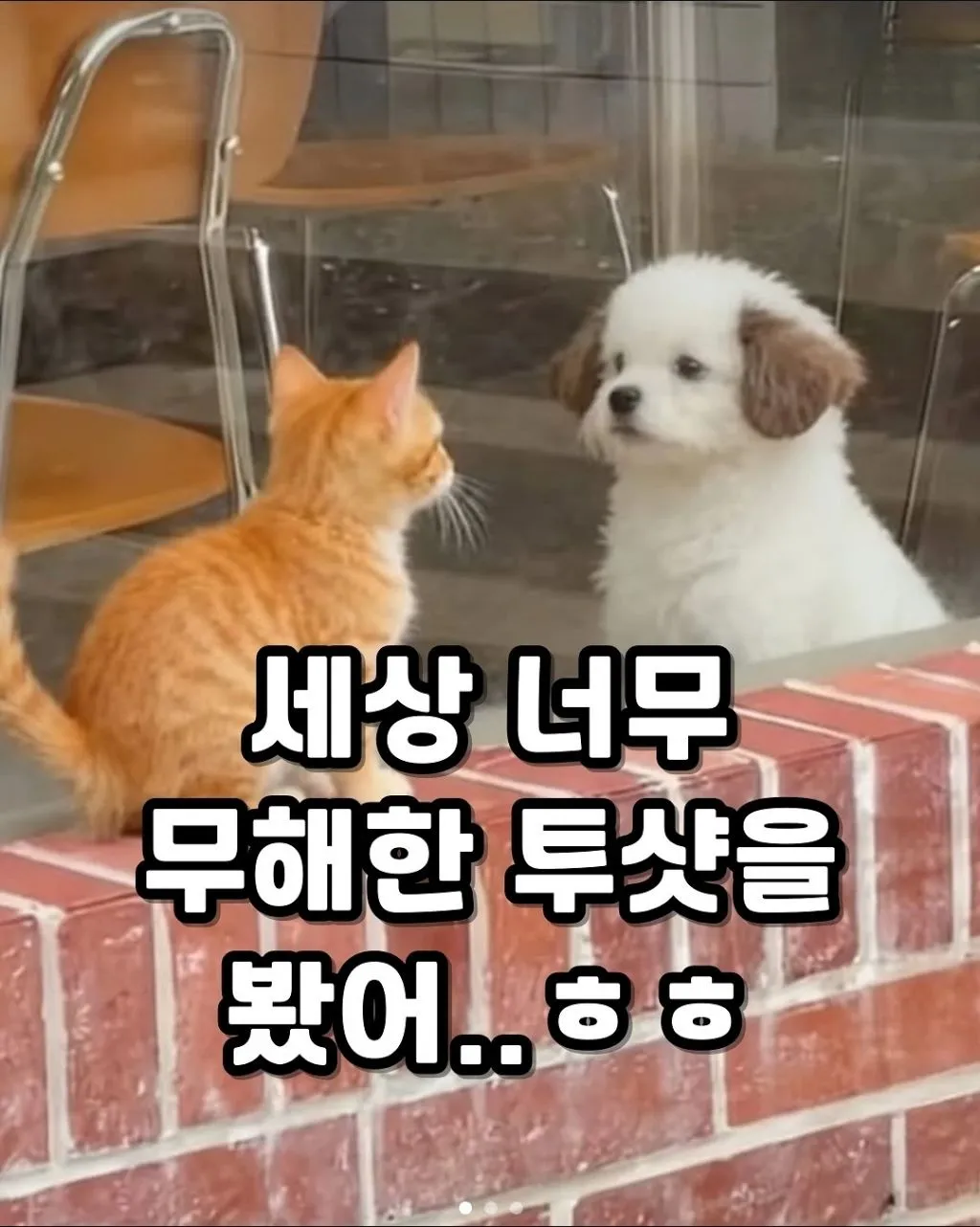 세상 무해한 투샷.jpg