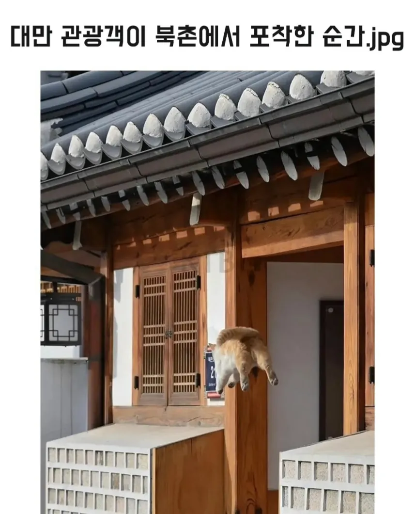 대만 관광객이 북촌에서 포착한 순간.jpg