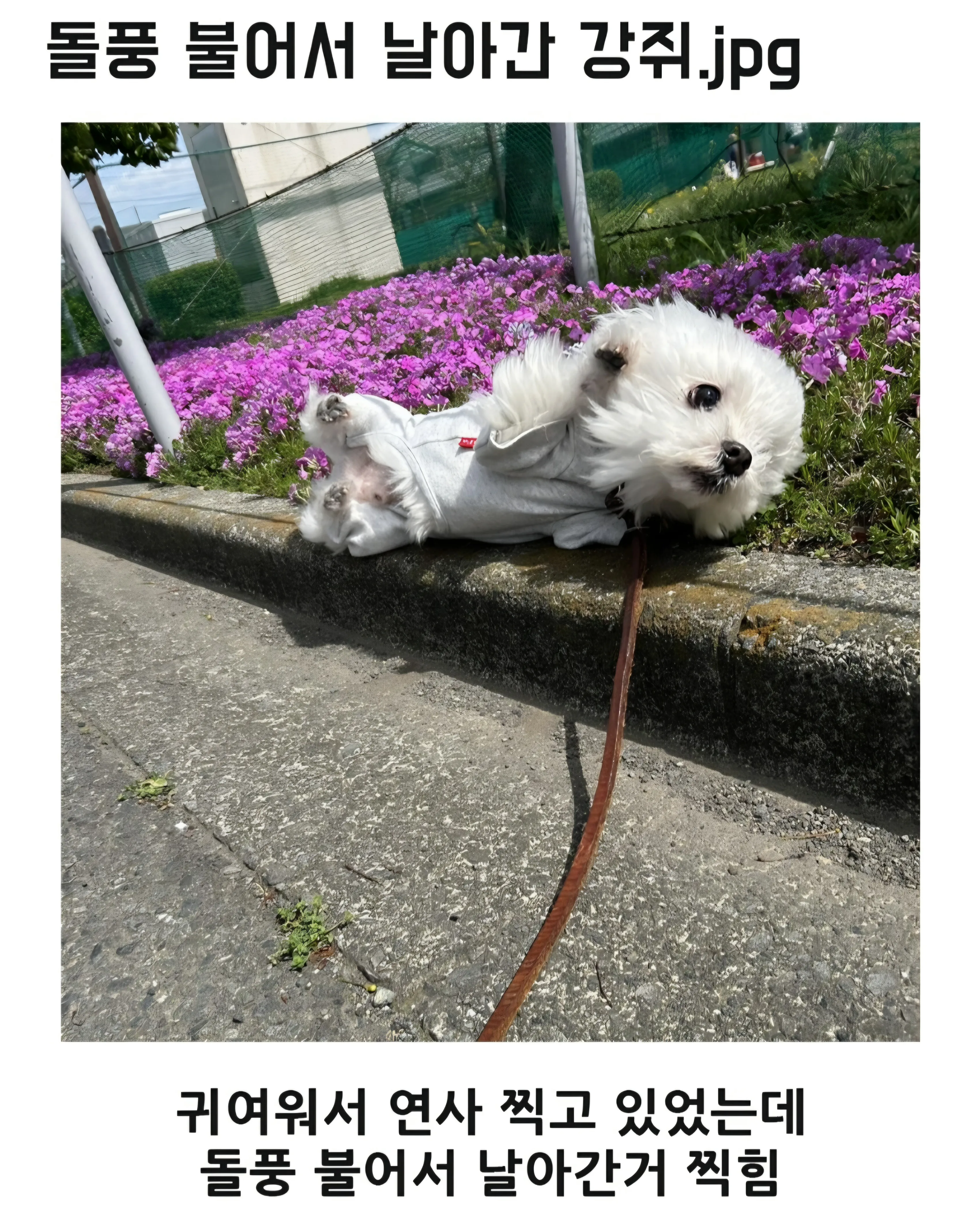 돌풍 불어서 날아간 강아지.jpg