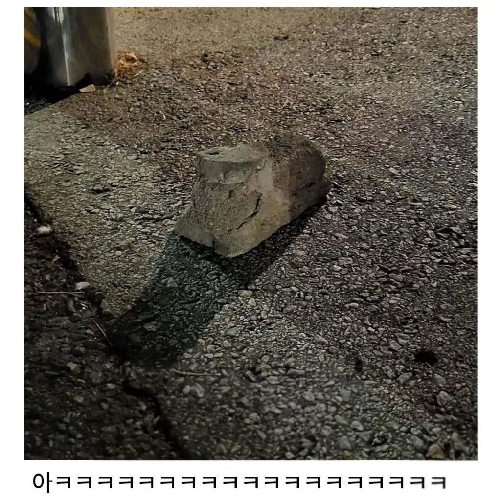 분명 고양이가 식빵 굽고 있었는데,,