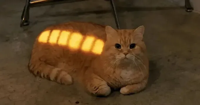 완충된 고양이.jpg