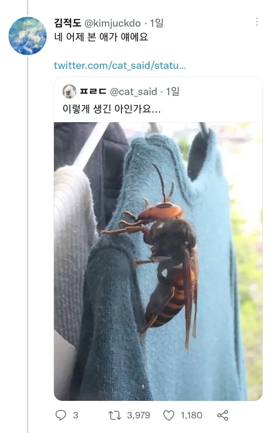 장수말벌 앞에서 아방수가 된 트위터리안