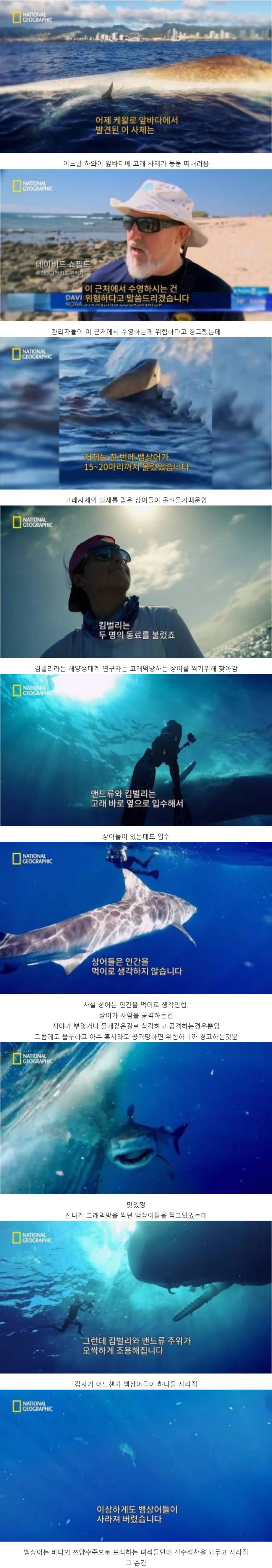 고래 먹방하던 상어들이 사라진 이유.jpg