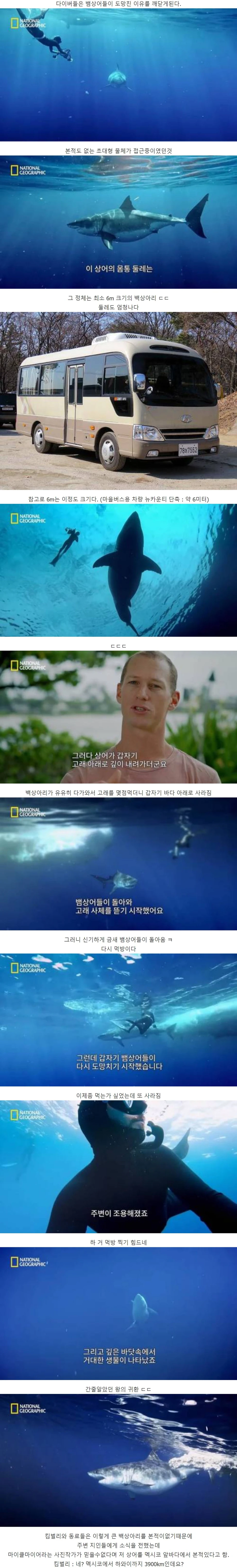 고래 먹방하던 상어들이 사라진 이유.jpg
