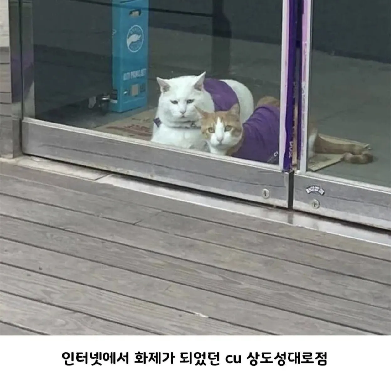 이거 아무리봐도 이 둘인것 같아.jpg