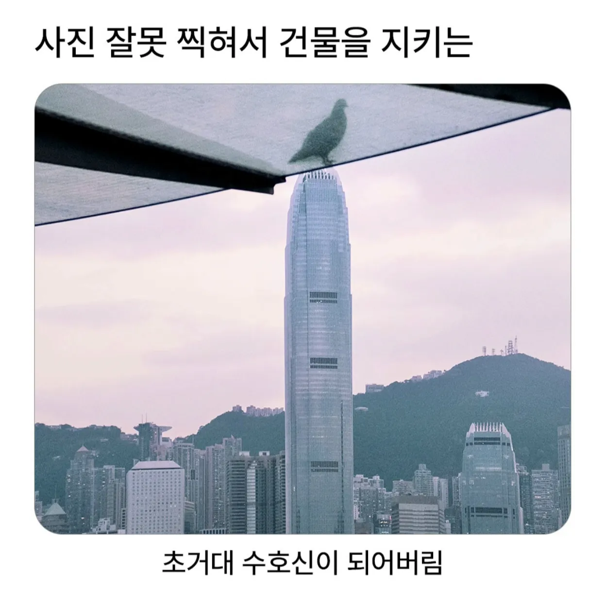 사진 잘못 찍힌 비둘기.jpg