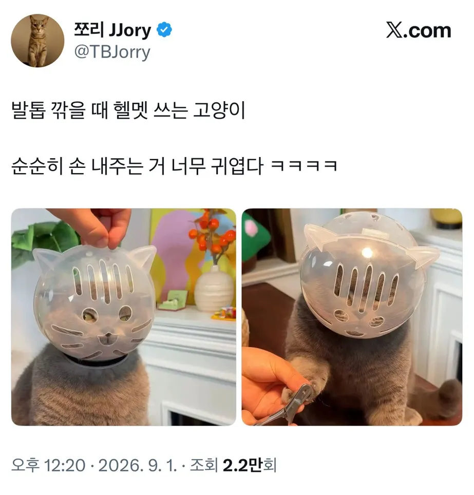 발톱 깎을 때 헬멧 쓰는 고양이