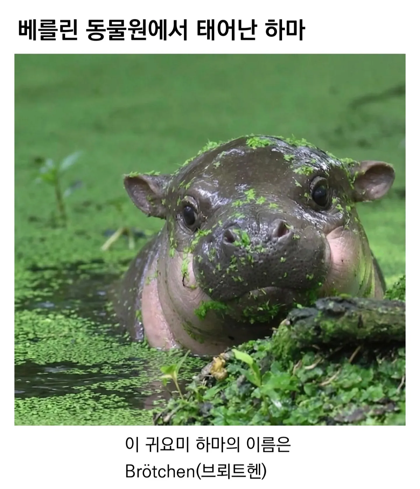 베를린 동물원에서 태어난 하마